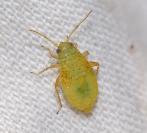 Psallus flavellus